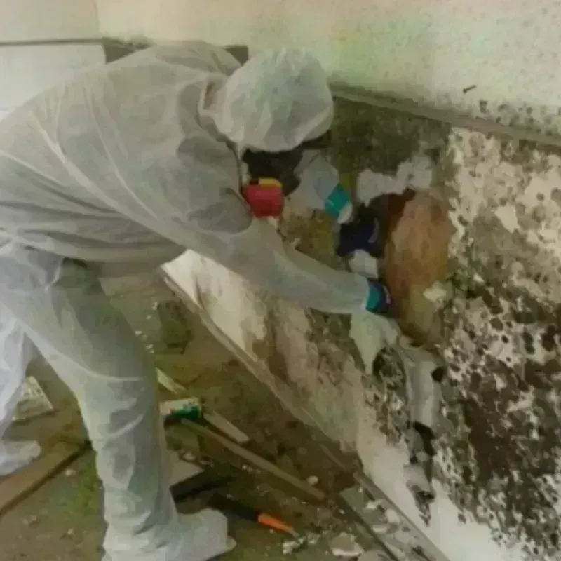 Mold Remediation and Removal in Belgrade, ME